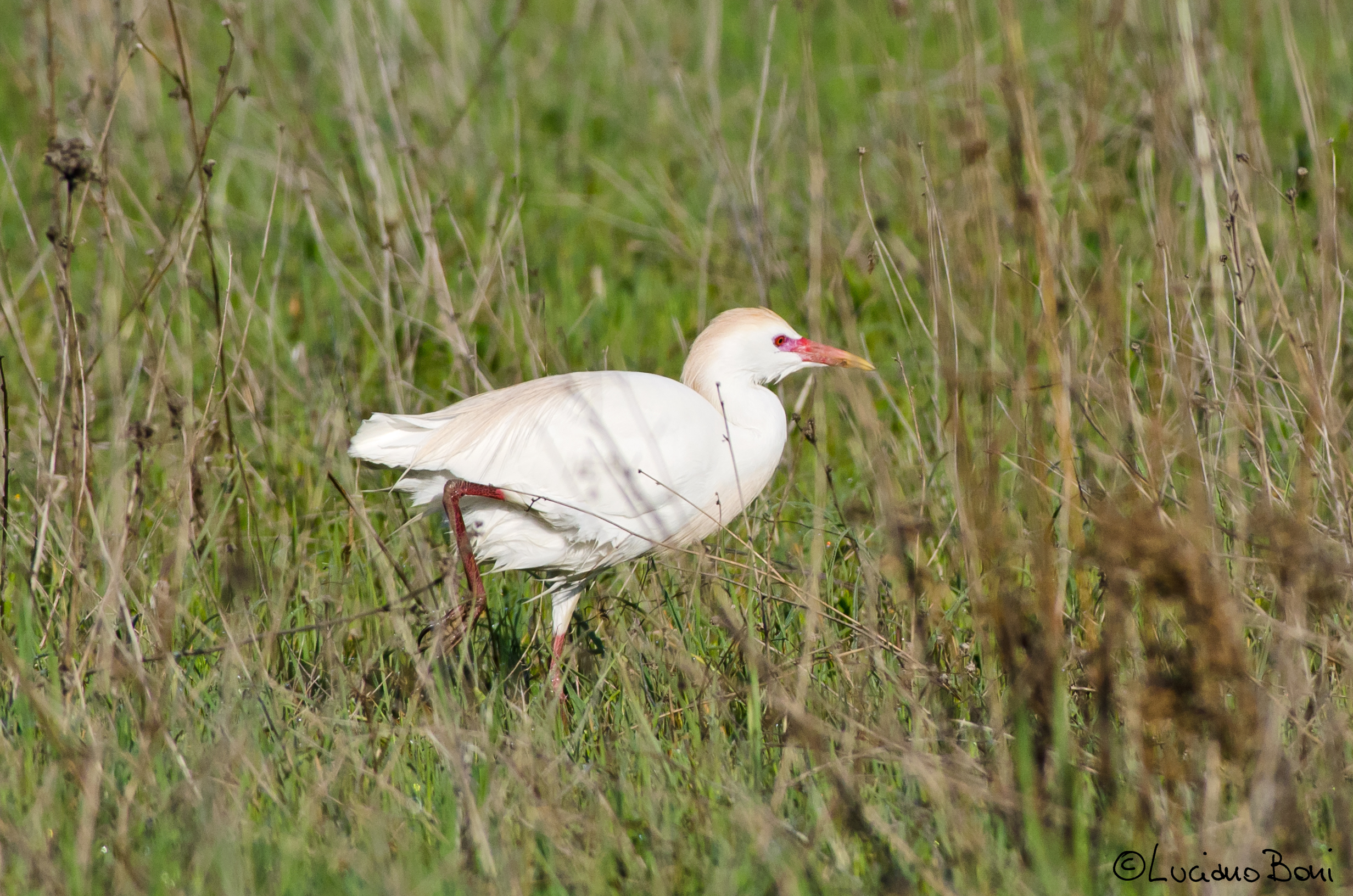 Cattle Egret