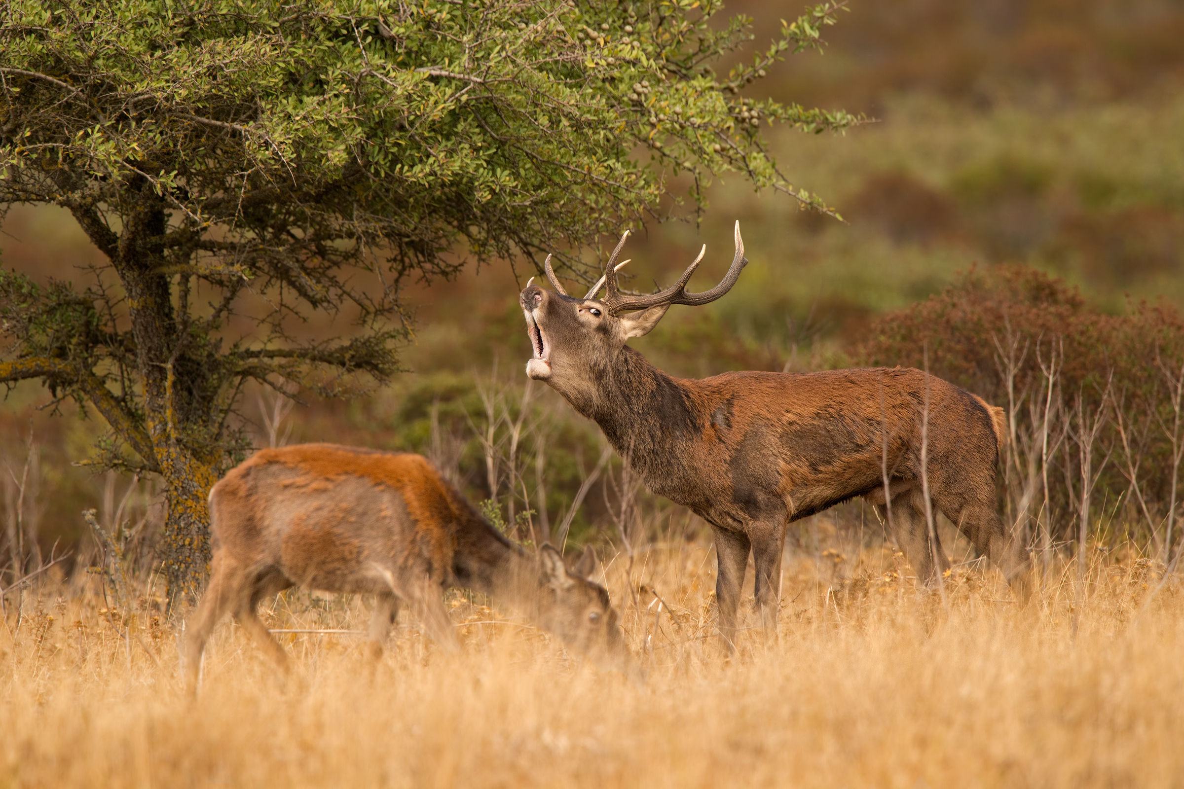 maschio campione di cervo sardo in bramito