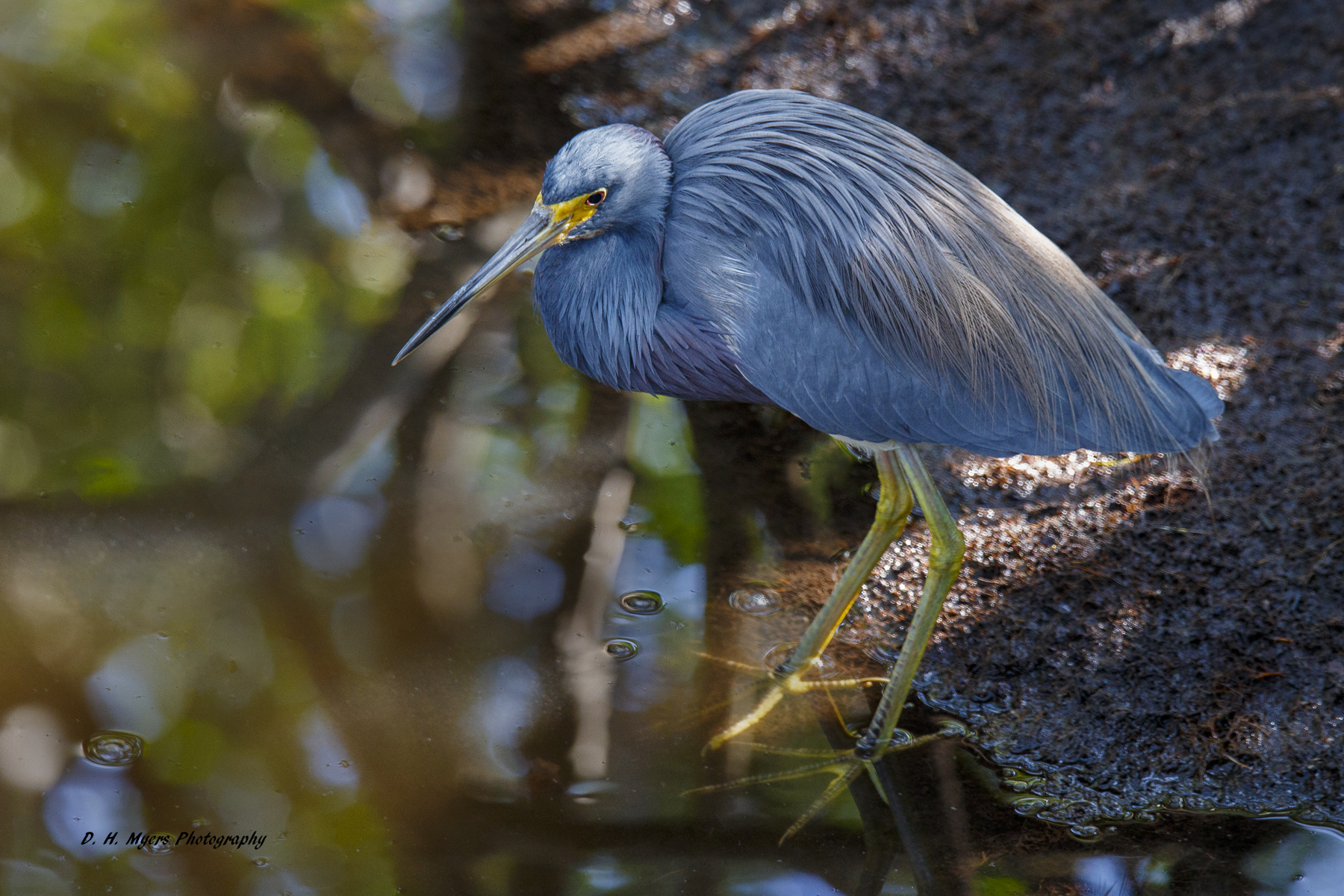 Tricolore Heron