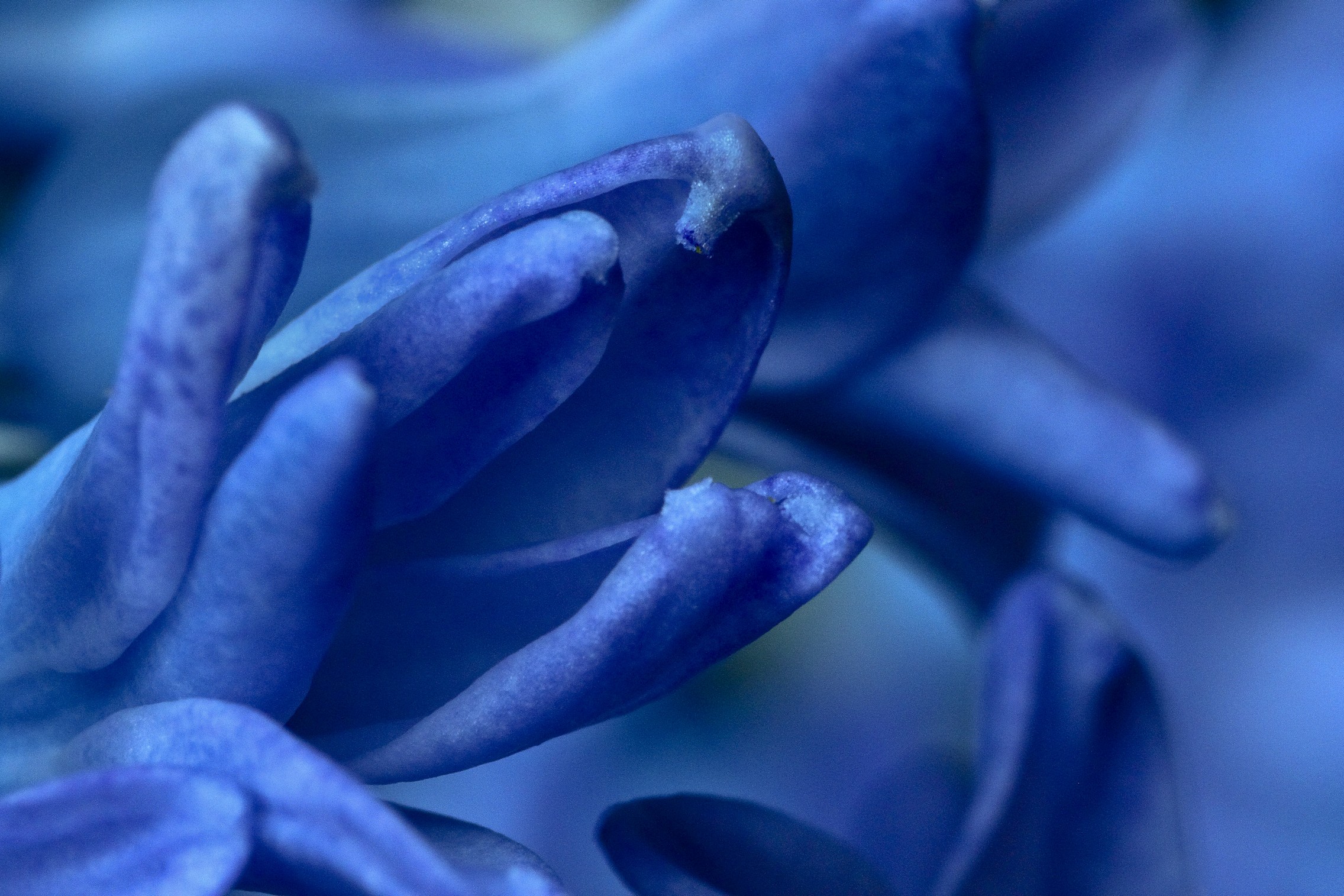 between purple and blue