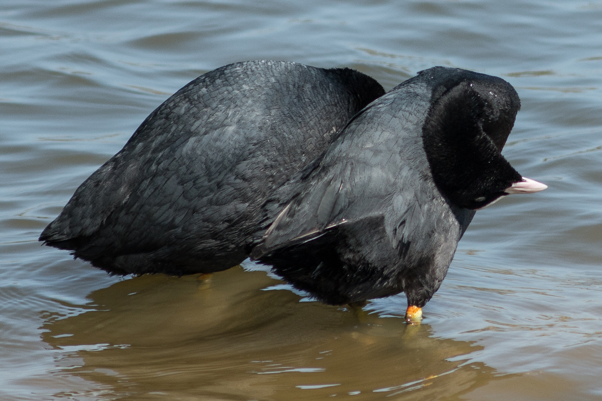 Coots