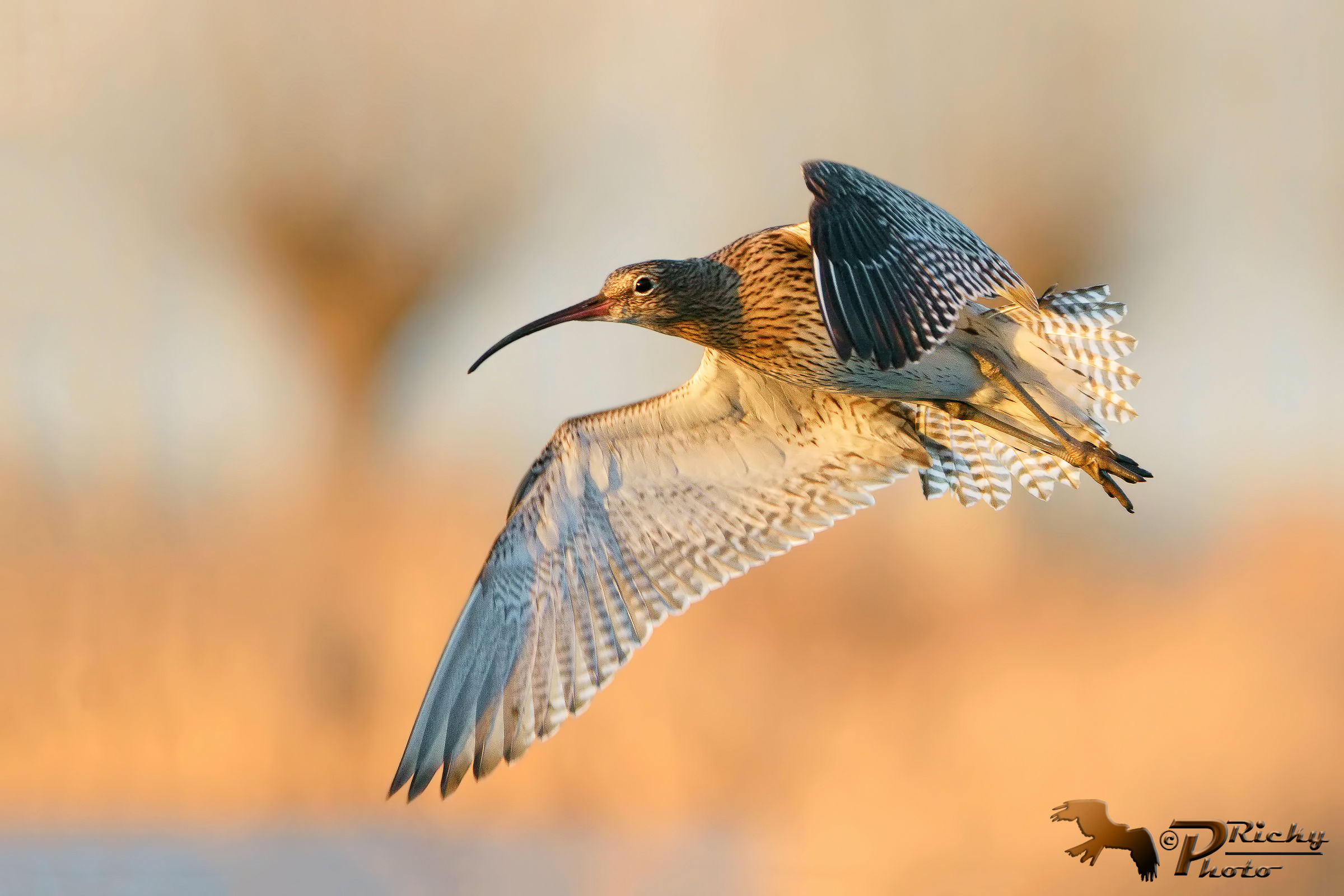 Curlew Maggiore