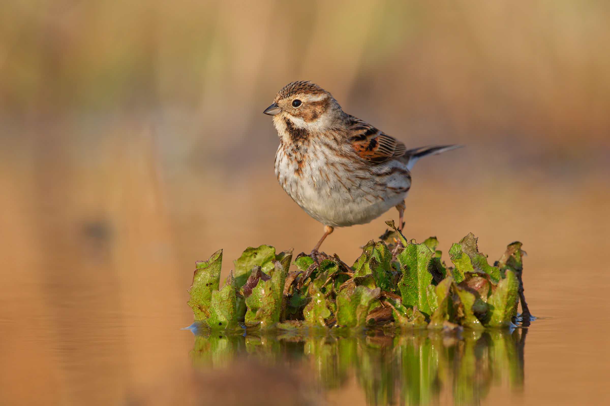 Migliarino di palude