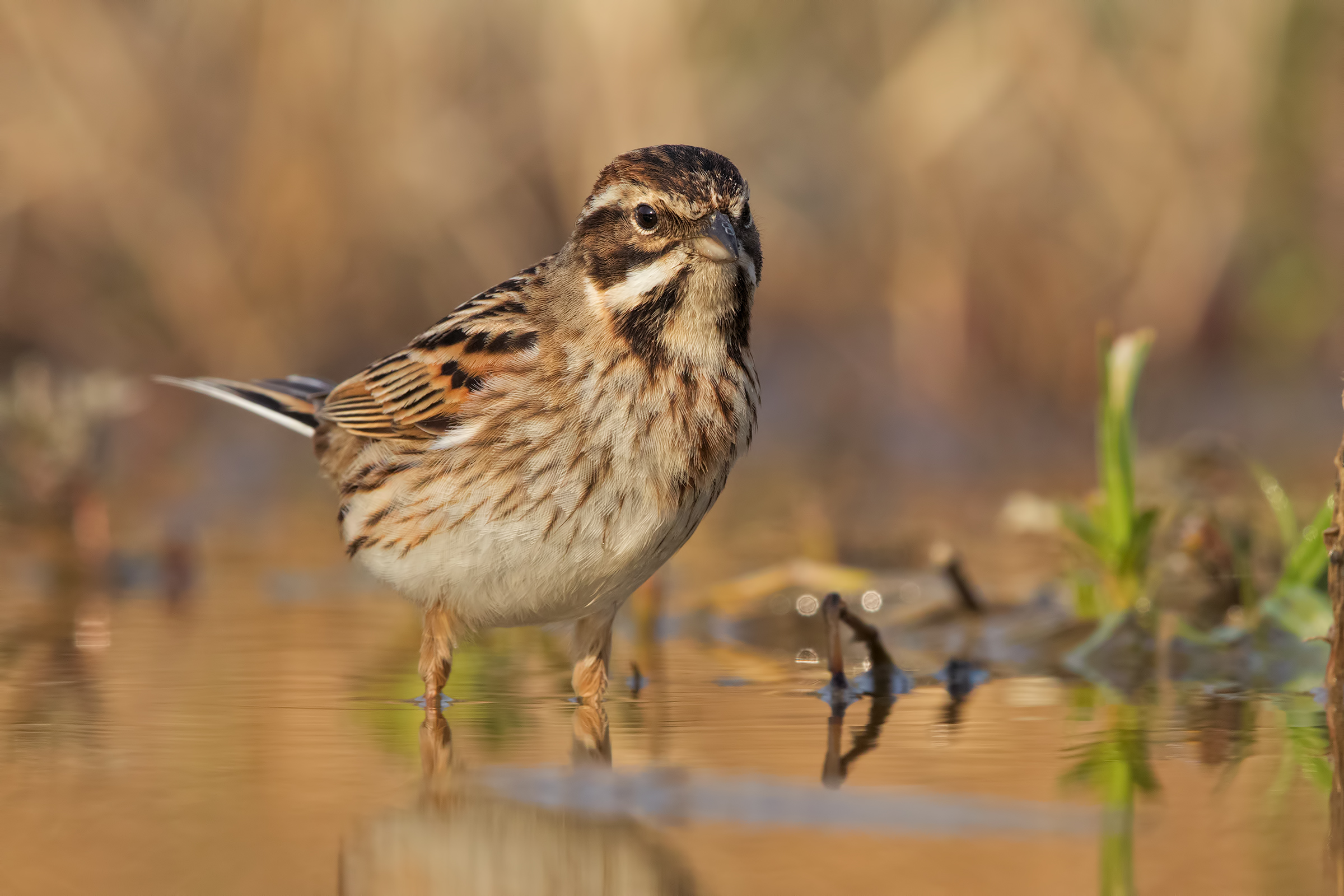 Migliarino di palude