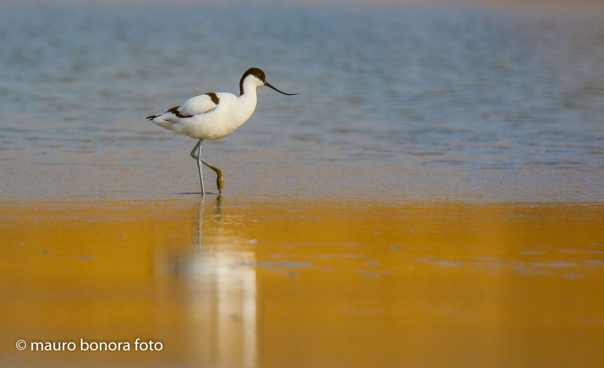 Avocet