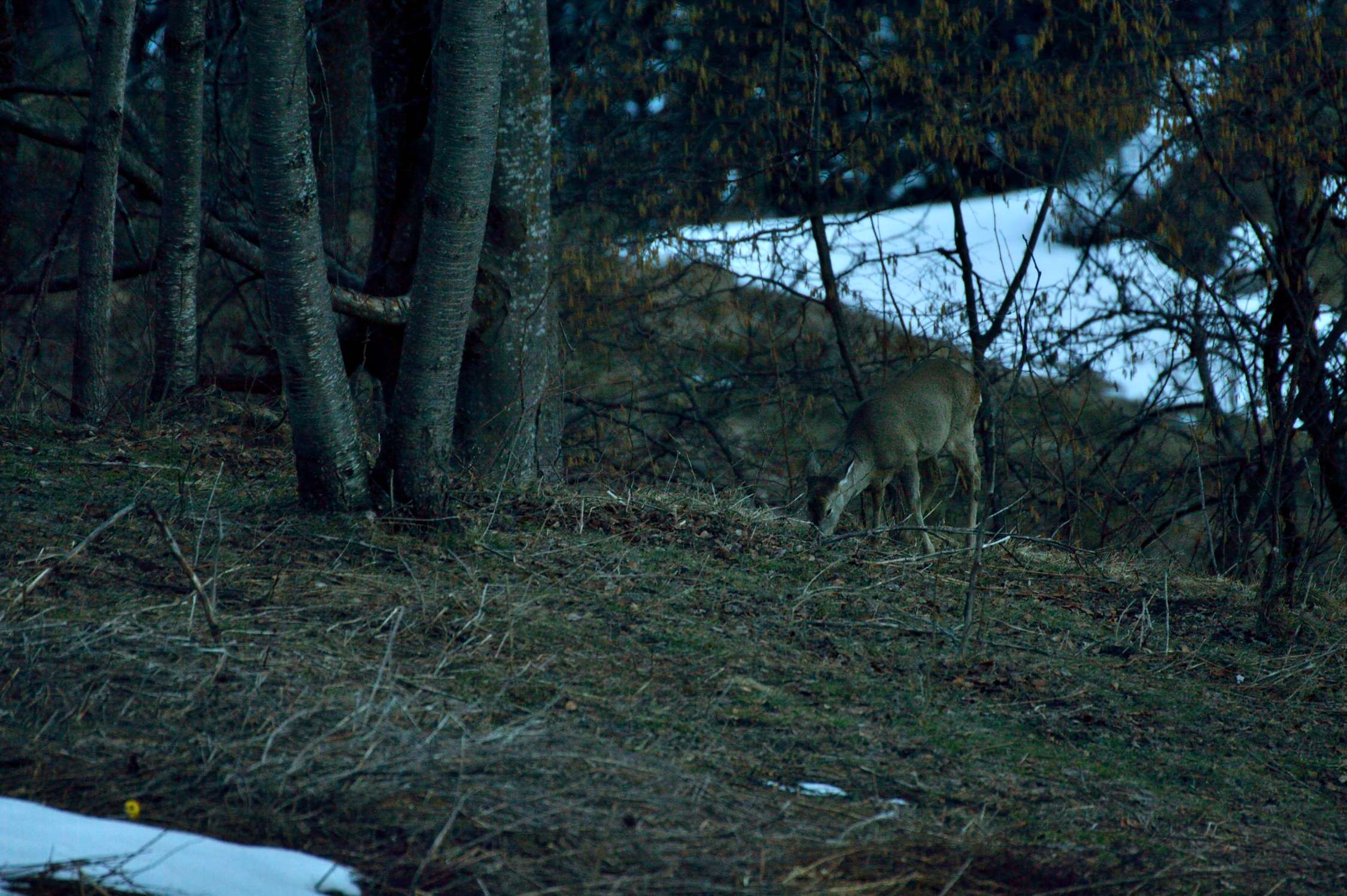 Nuova erbetta fresca