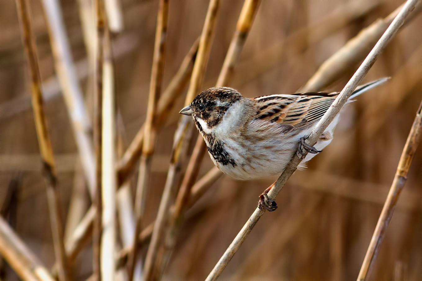 Migliarino di Palude