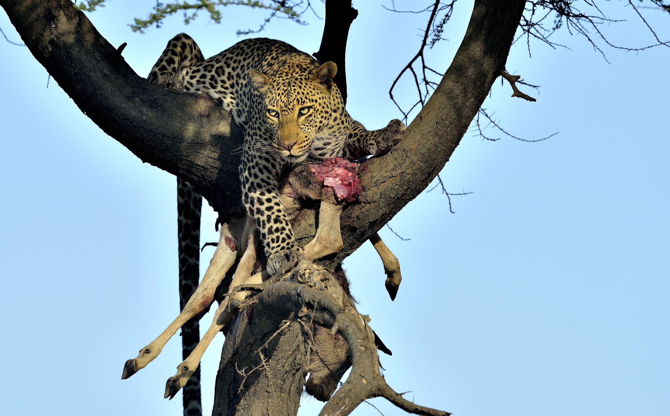 Tanzania 2015 - Leopardo con preda