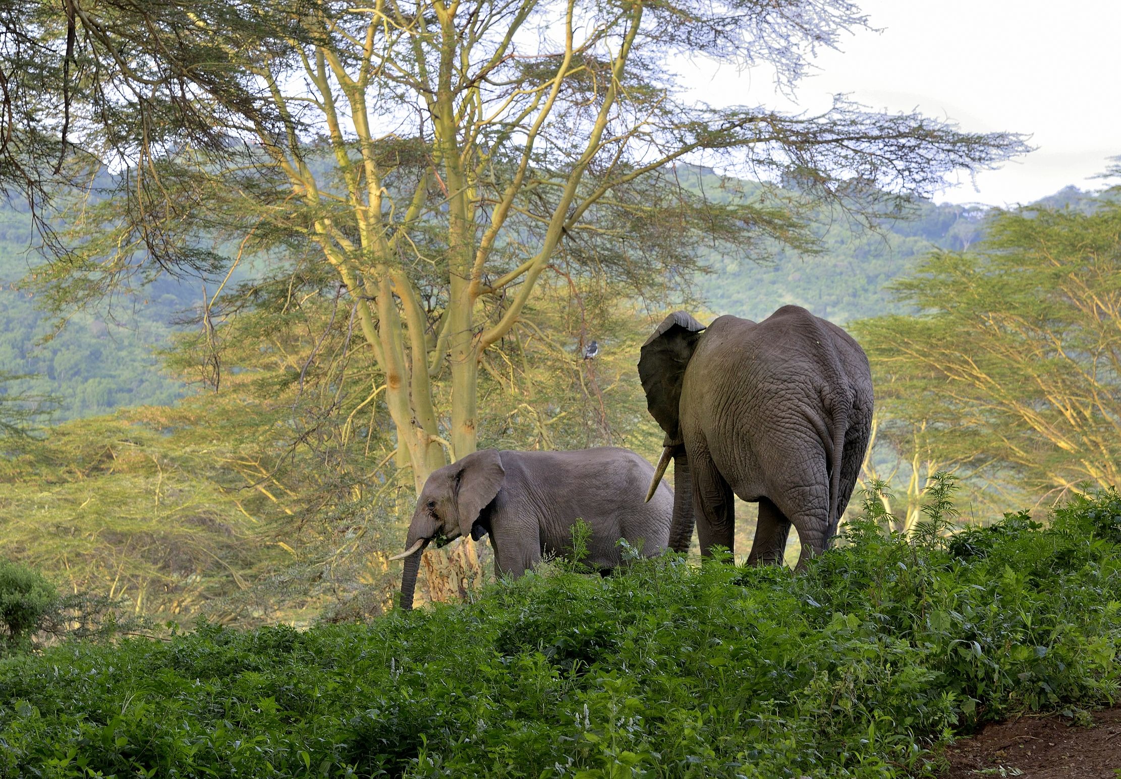 Tanzania 2015 - Elefanti