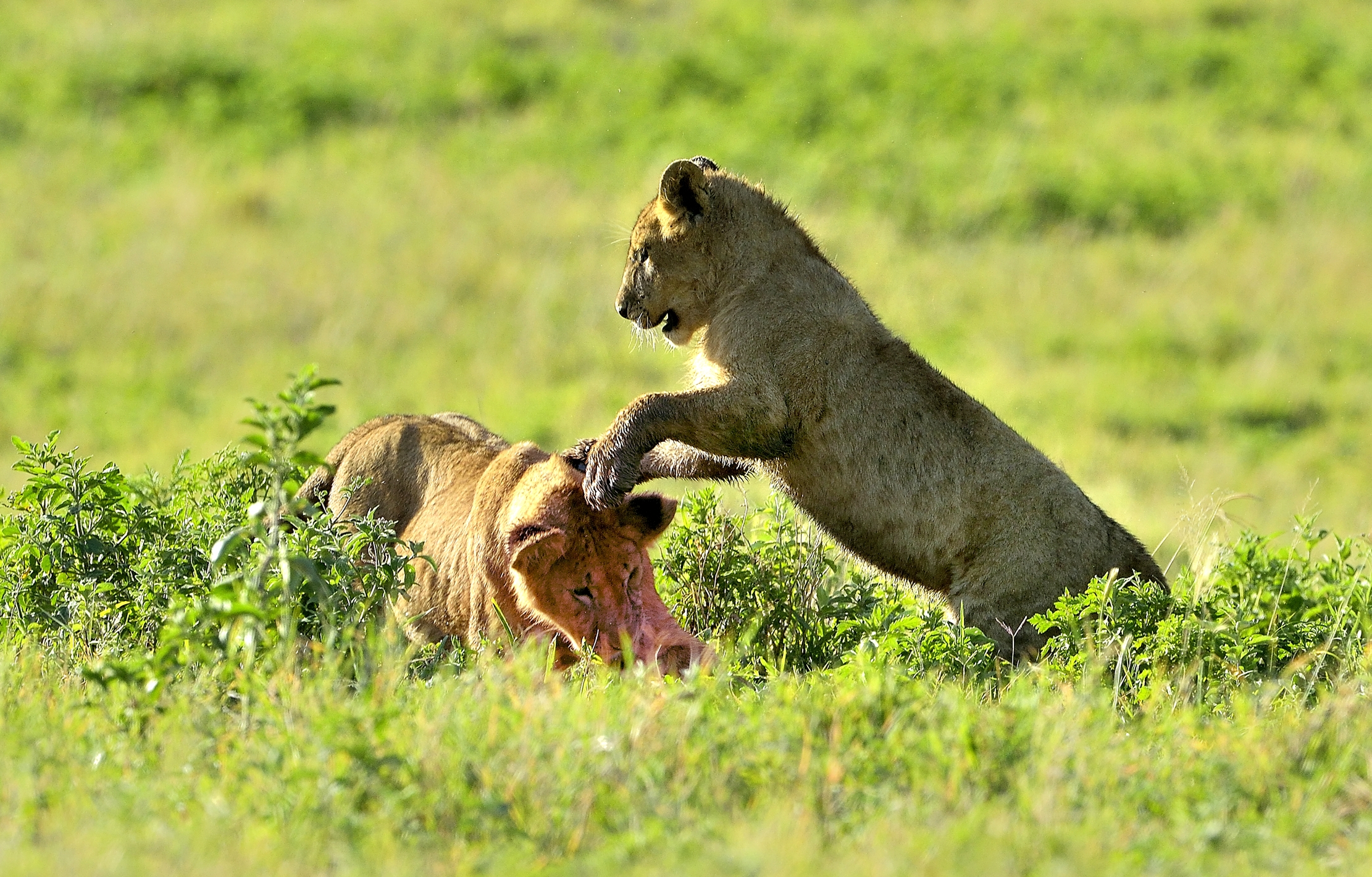 Tanzania 2015 - Giochi di cuccioli