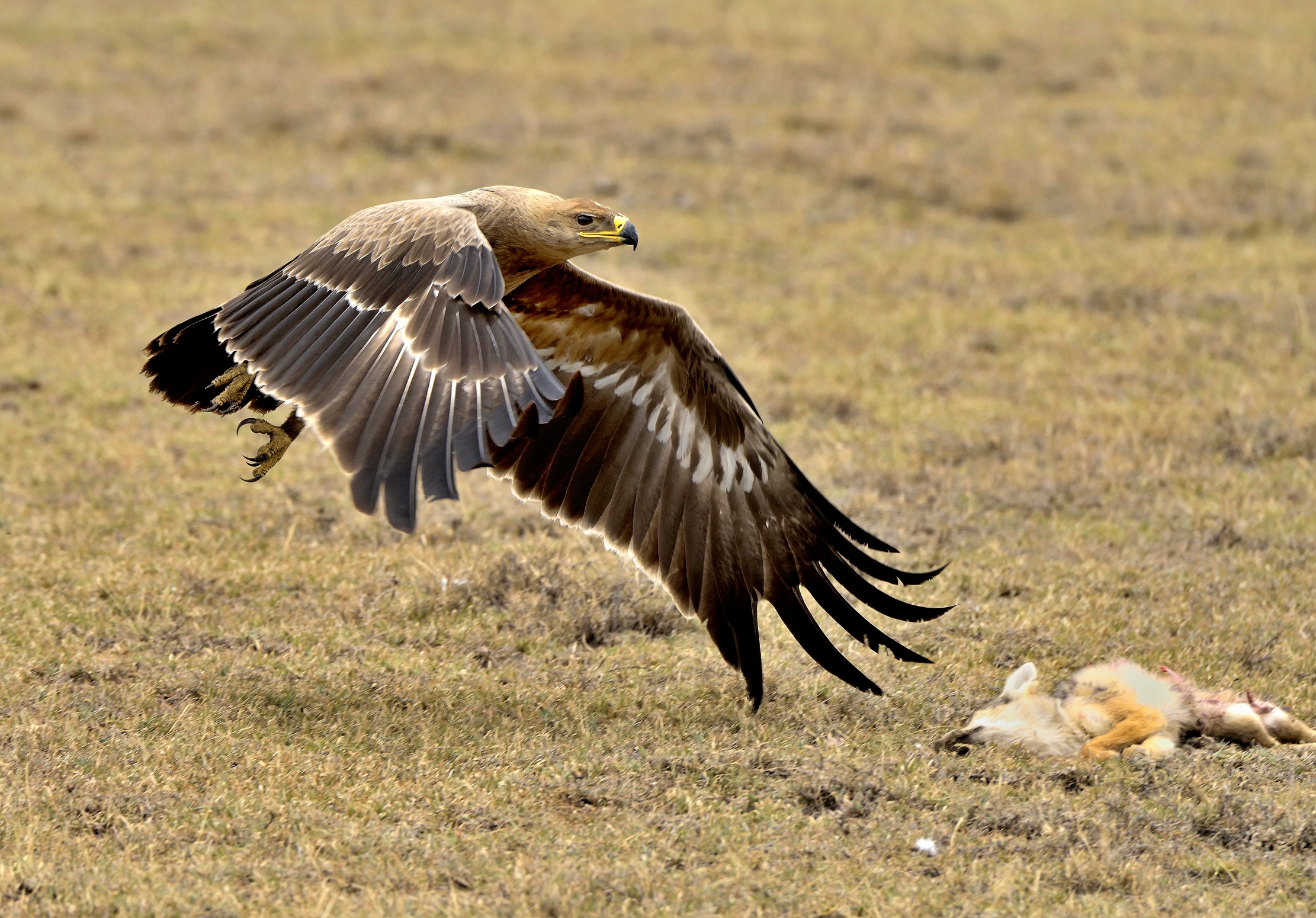 Tanzania 2015 - Aquila della steppa con preda