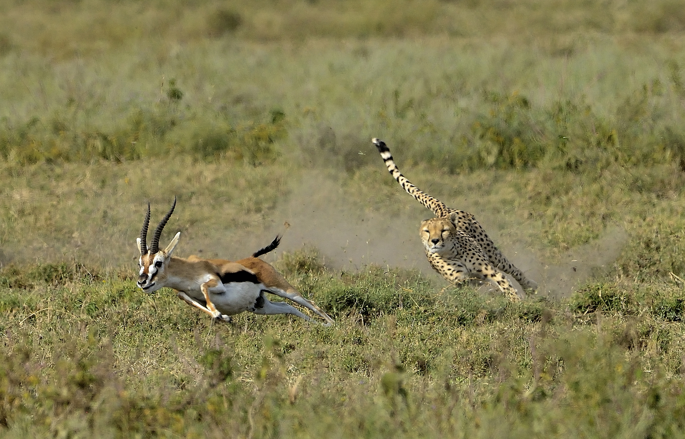 Tanzania 2015 - IppoLa hunting