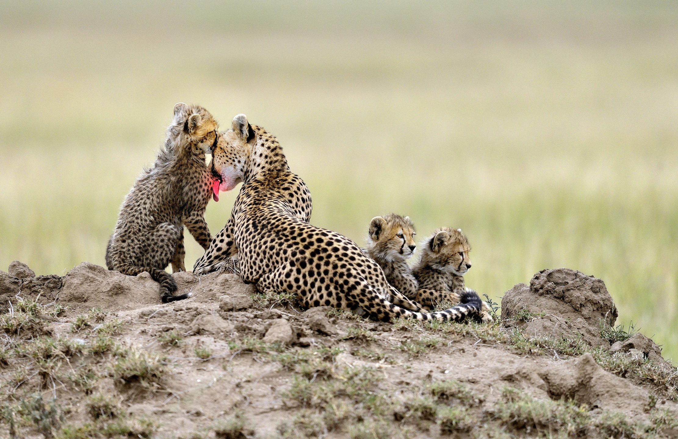 Tanzania 2015 -  Coccole