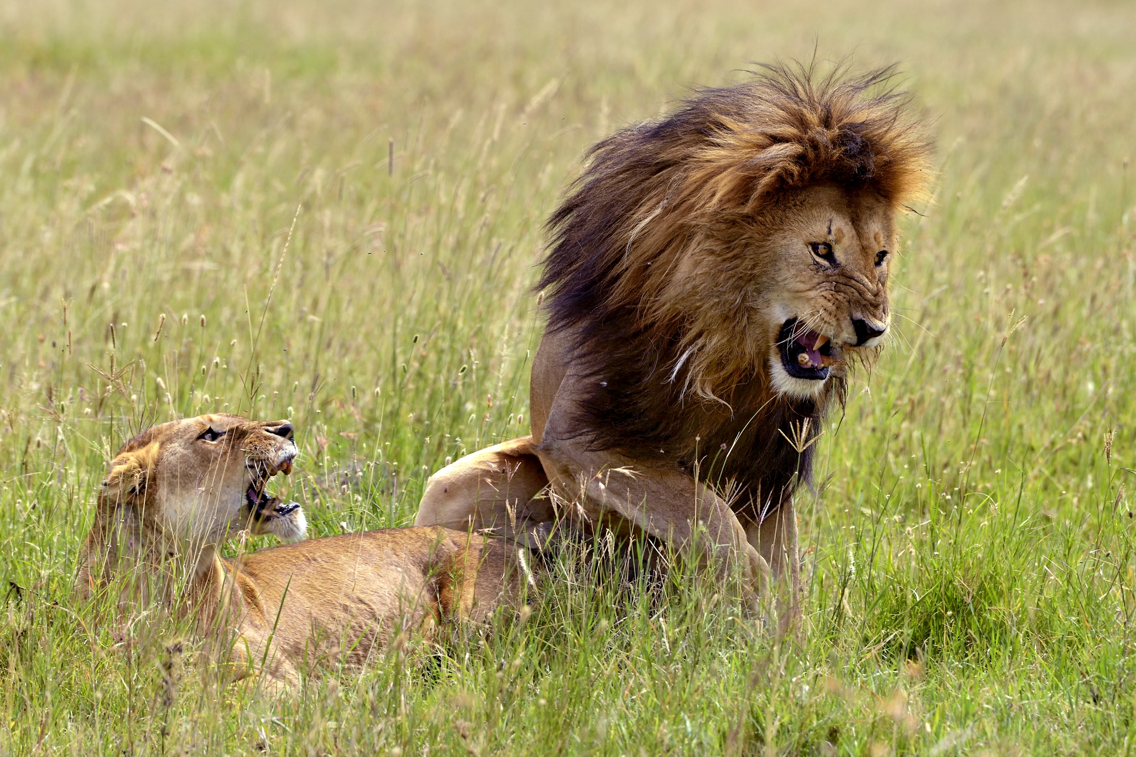 Tanzania 2015 - Amore frizzicarello