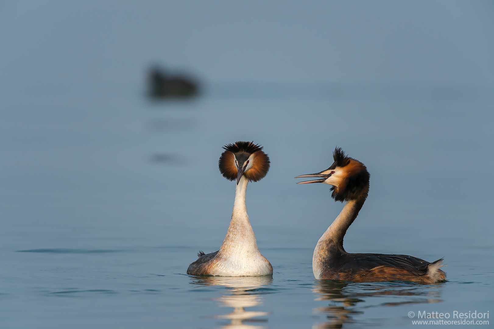 Great Crested Grebe