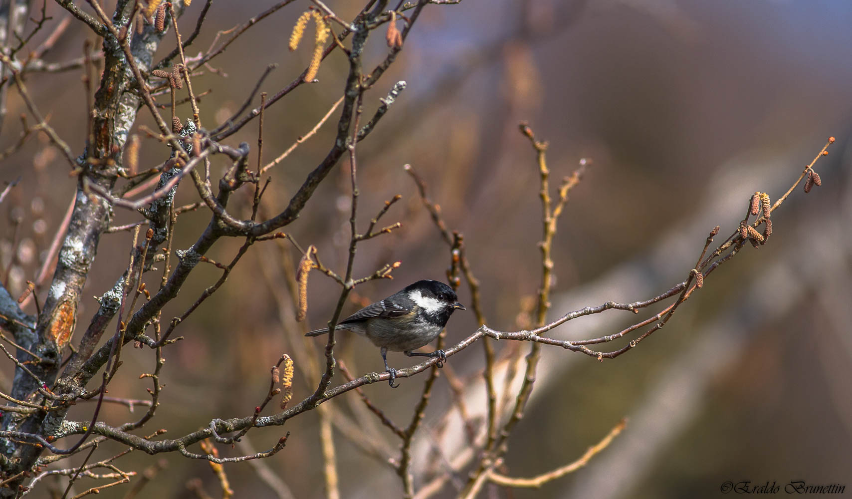 Coal Tit (Coal tit)