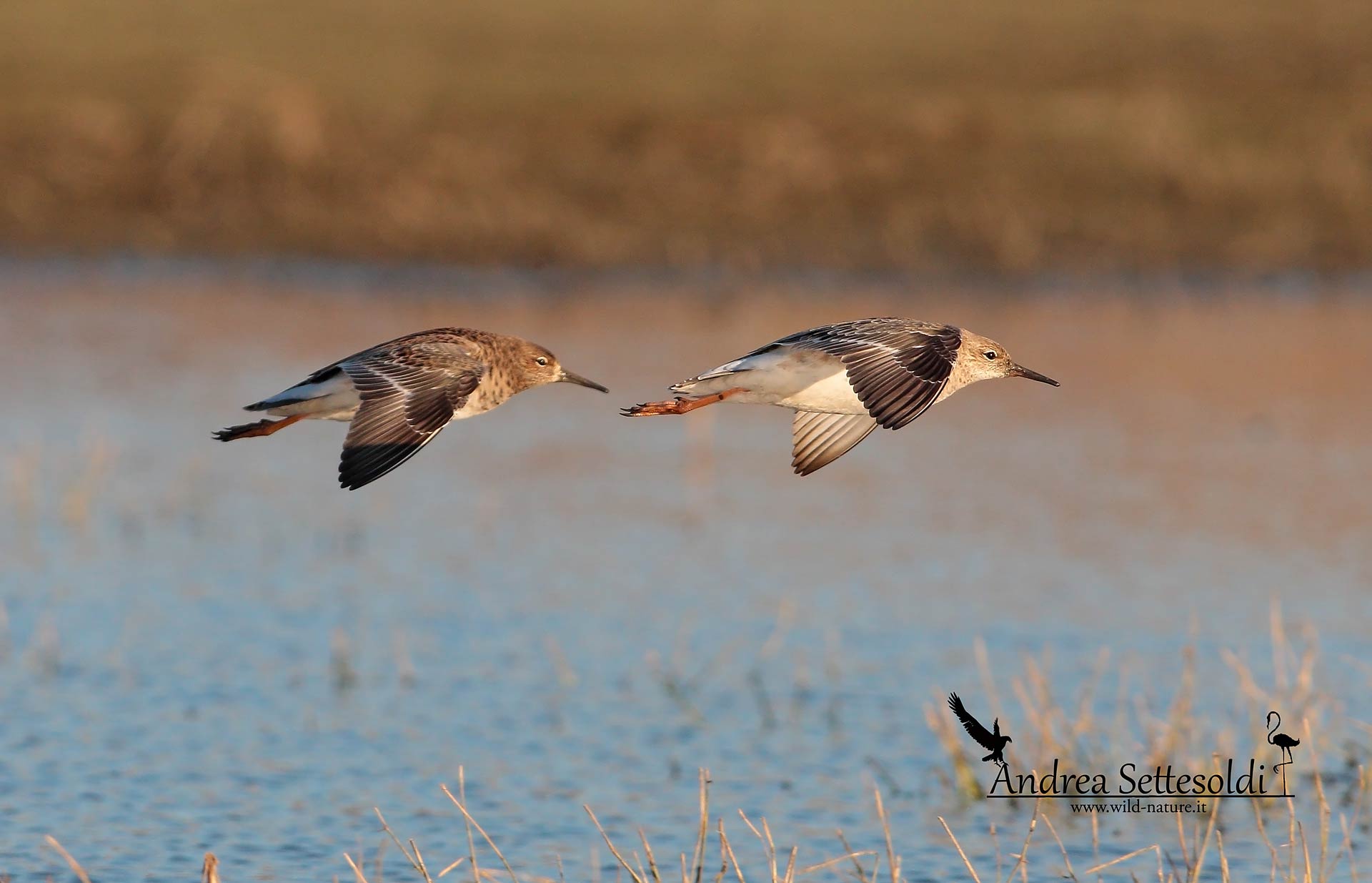 Fighters in flight