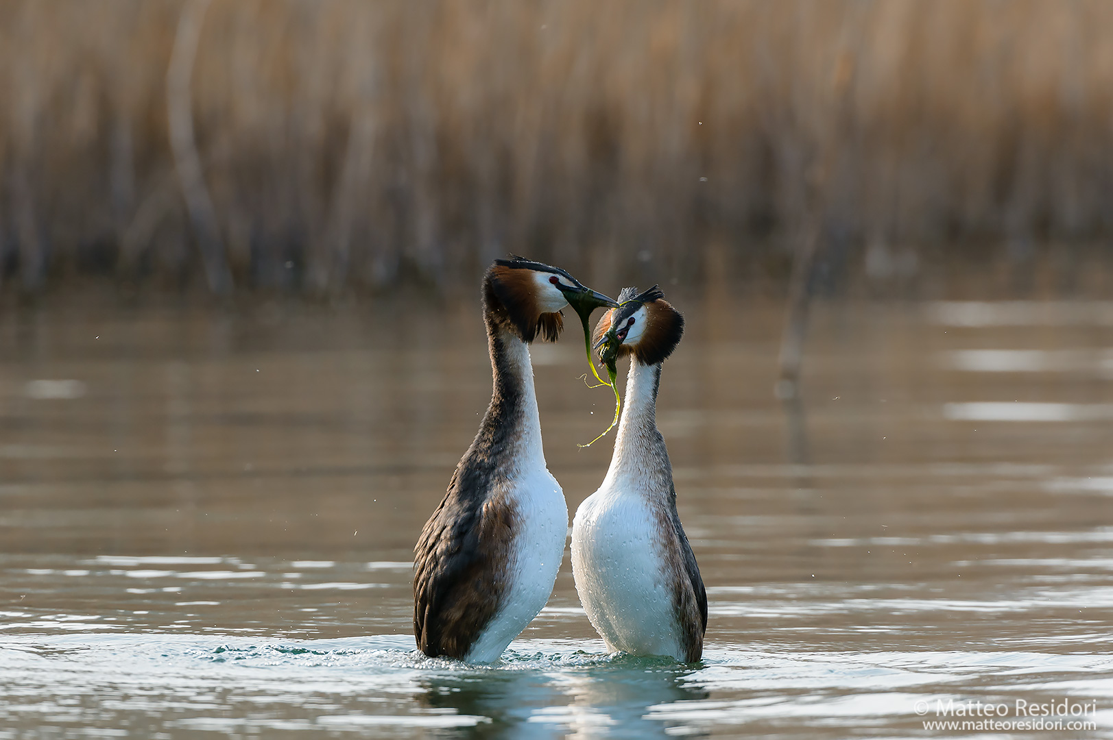 Great Crested Grebe