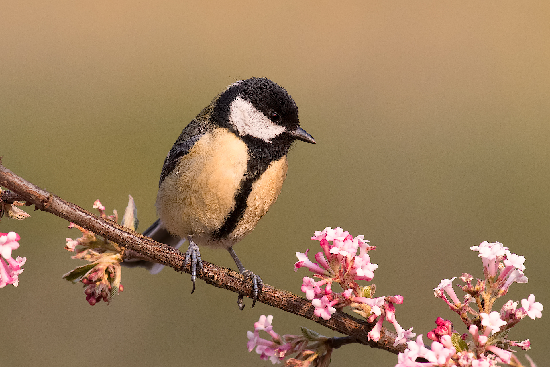 cinciallegra primaverile