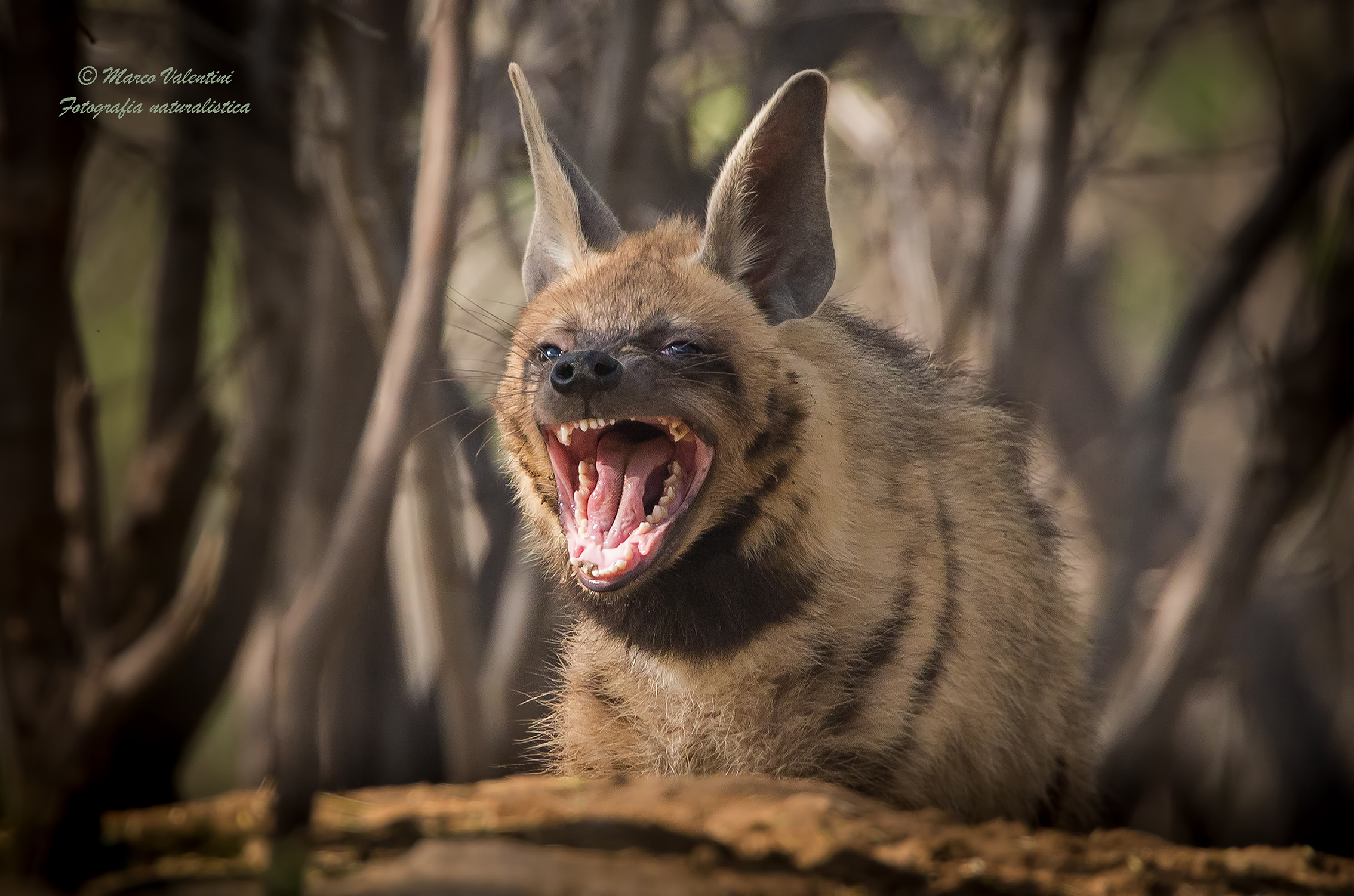 Sbadiglio o minaccia