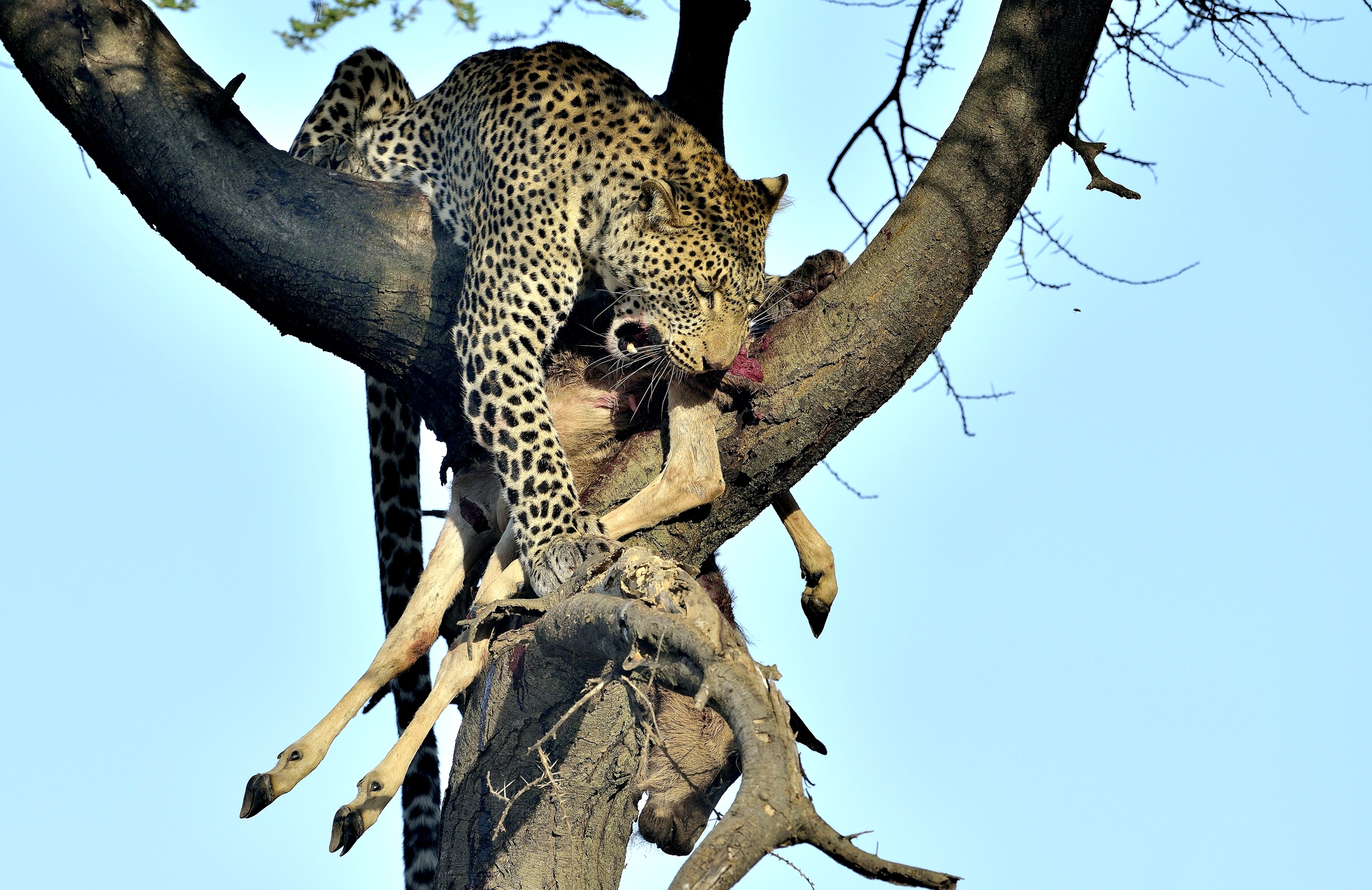 Tanzania 2015 - Leopardo