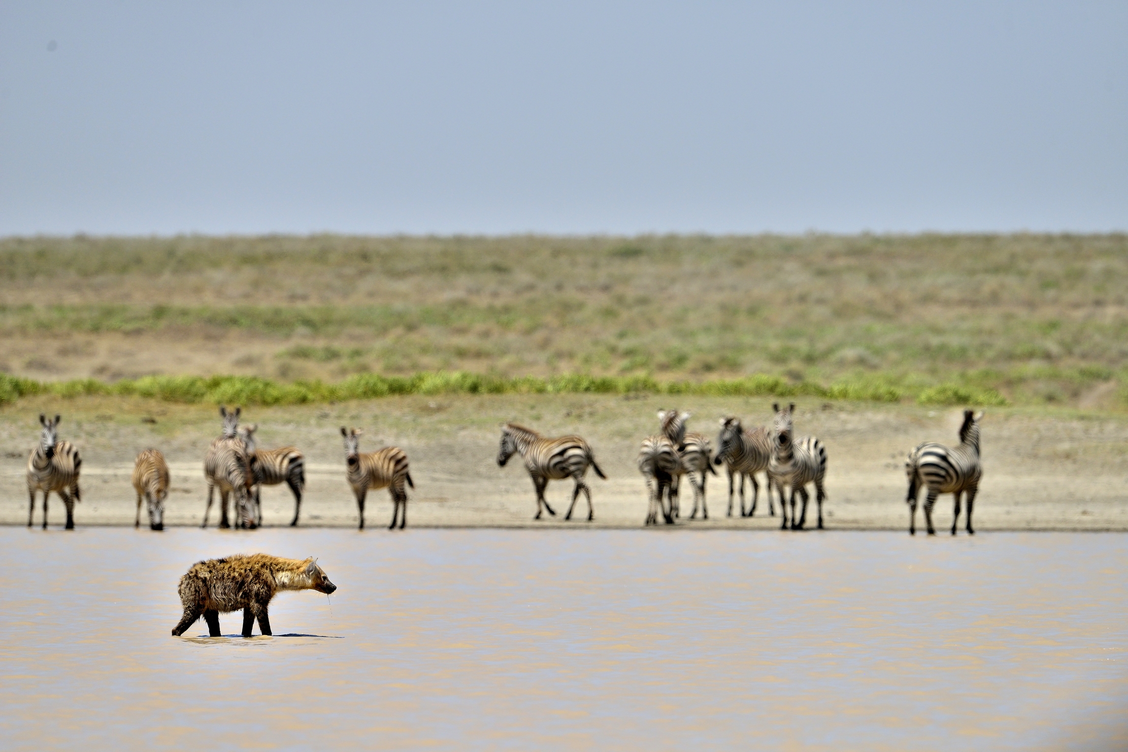 Tanzania 2015 - Iena (nell'acqua) all'Hidden valley