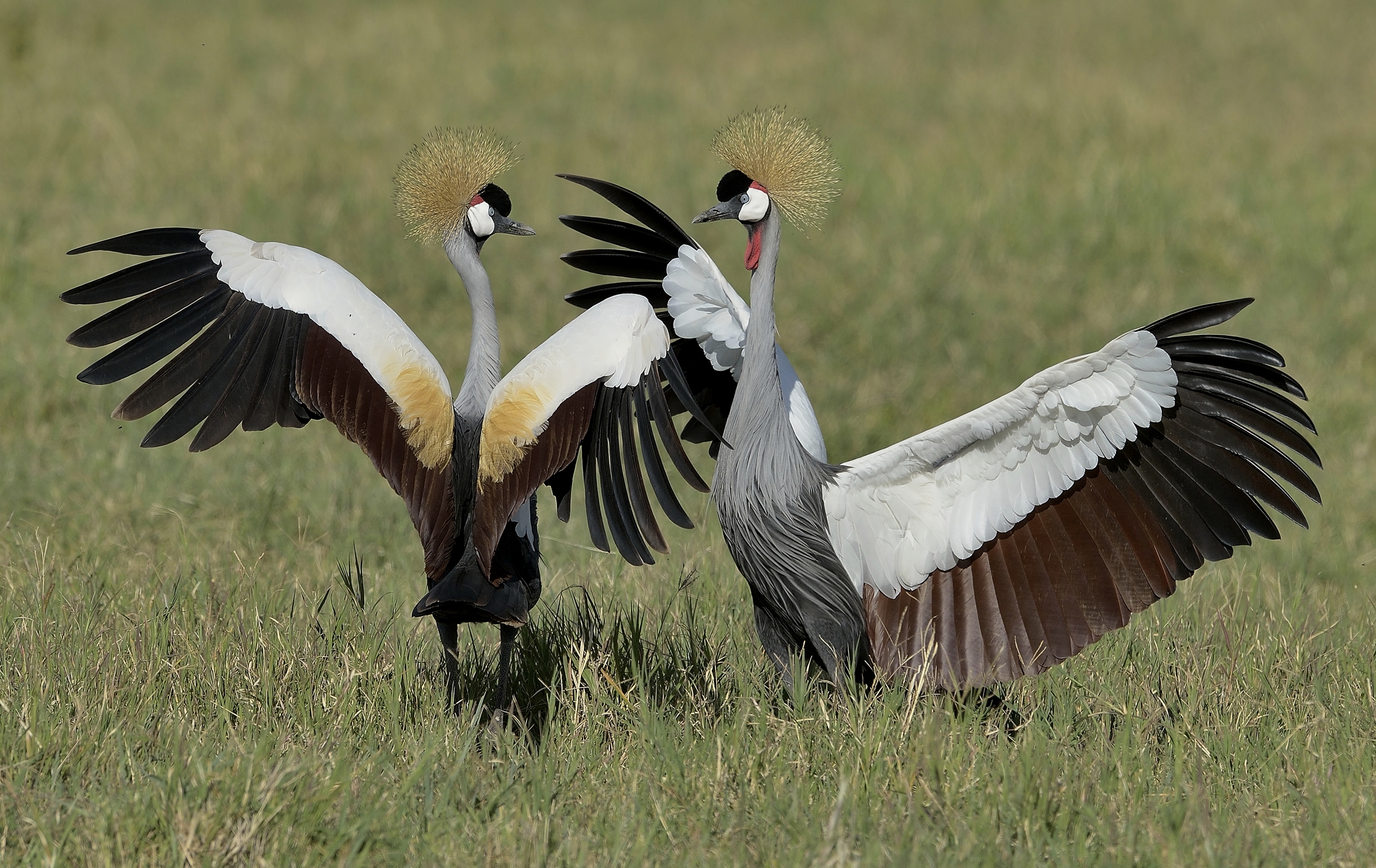 Tanzania 2015 - La danza delle gru coronate