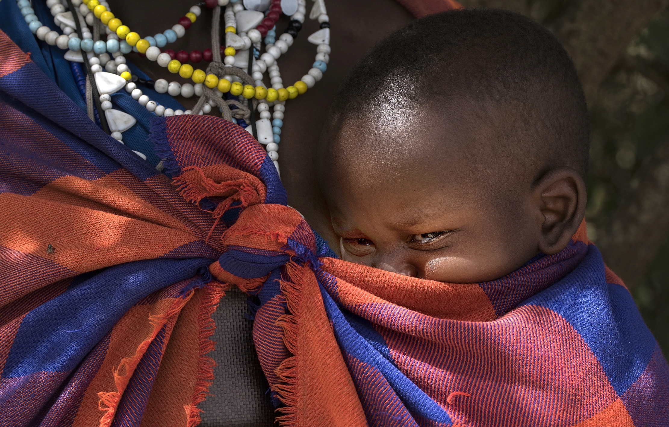 Tanzania 2015 - Cucciolo Masai
