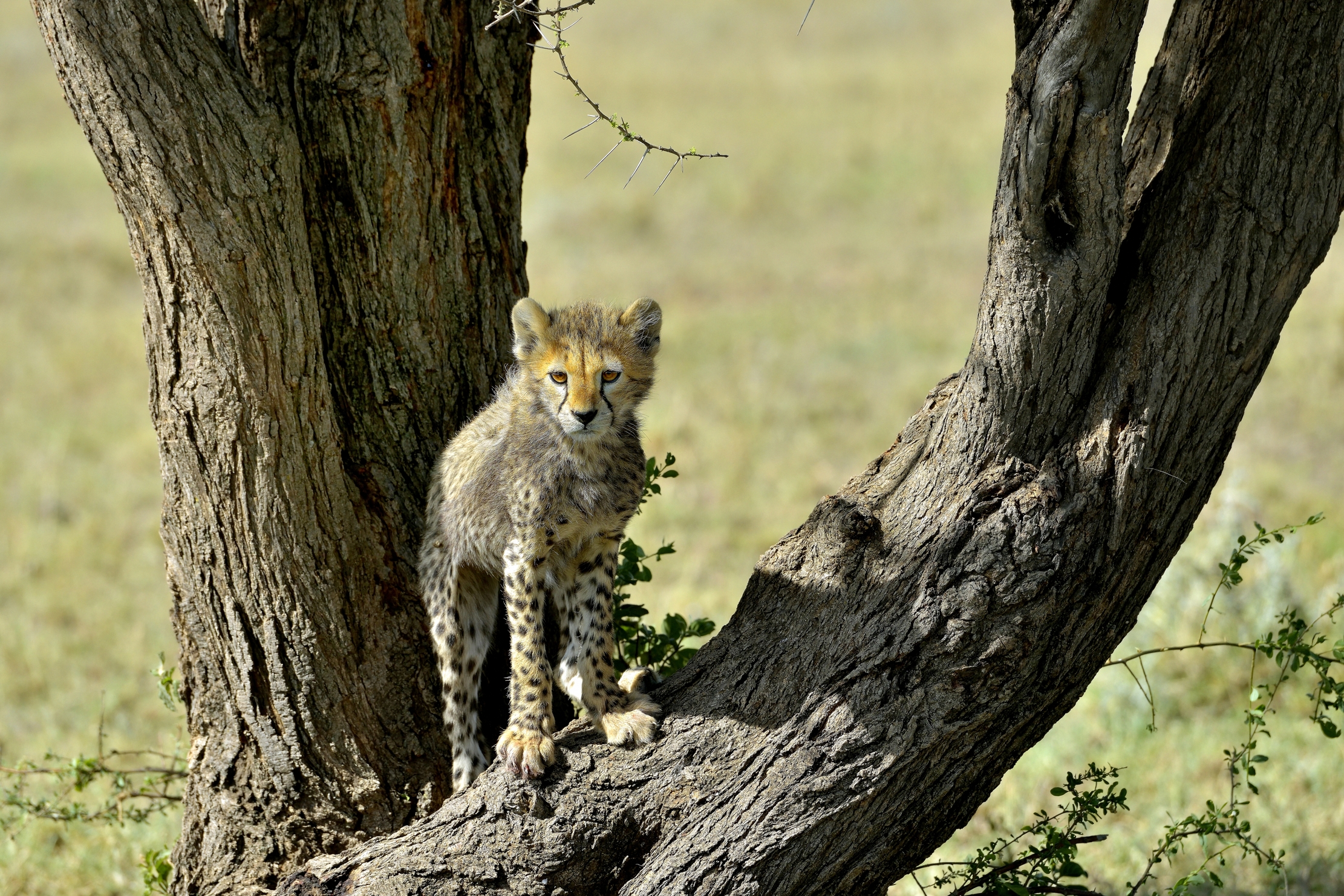 Tanzania 2015 - La piccola vedetta