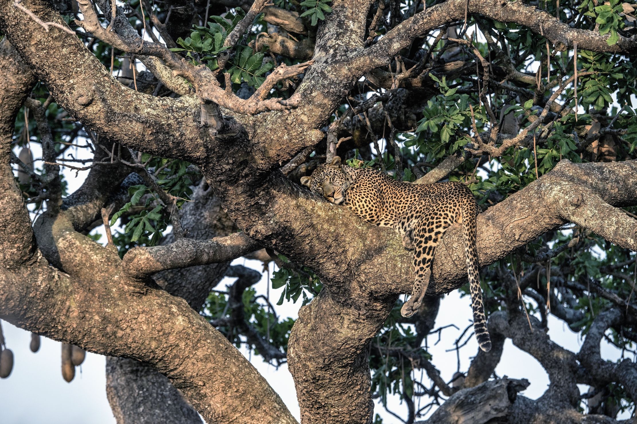Tanzania 2015 - L'albero culla