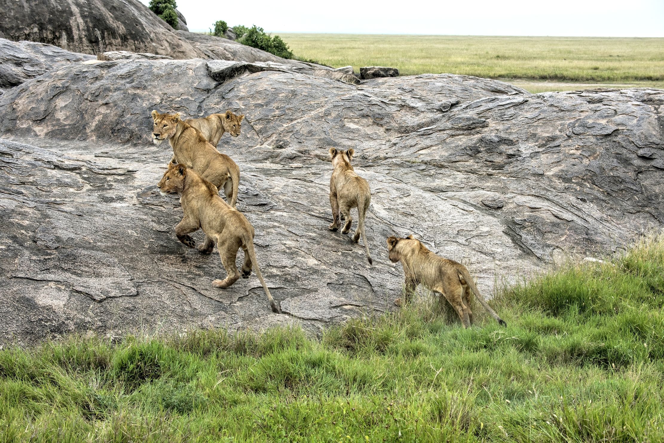 Tanzania 2015 - Sui Kopjes