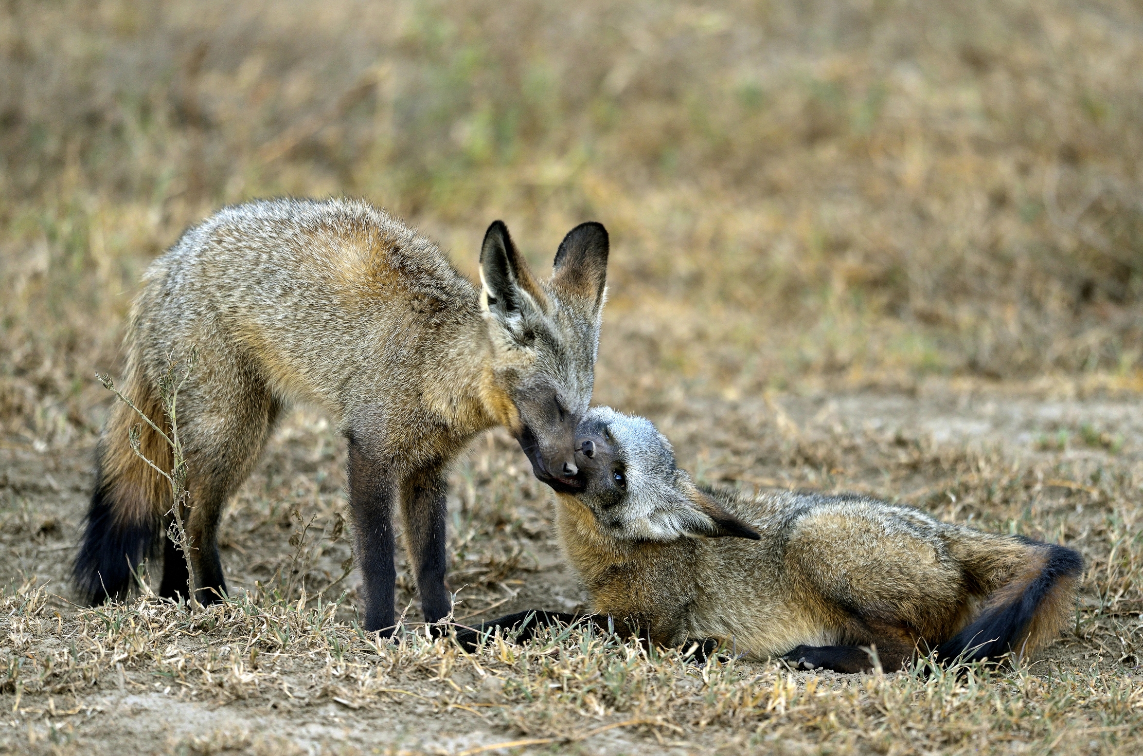 Tanzania 2015 - Tenerezze da Otocioni