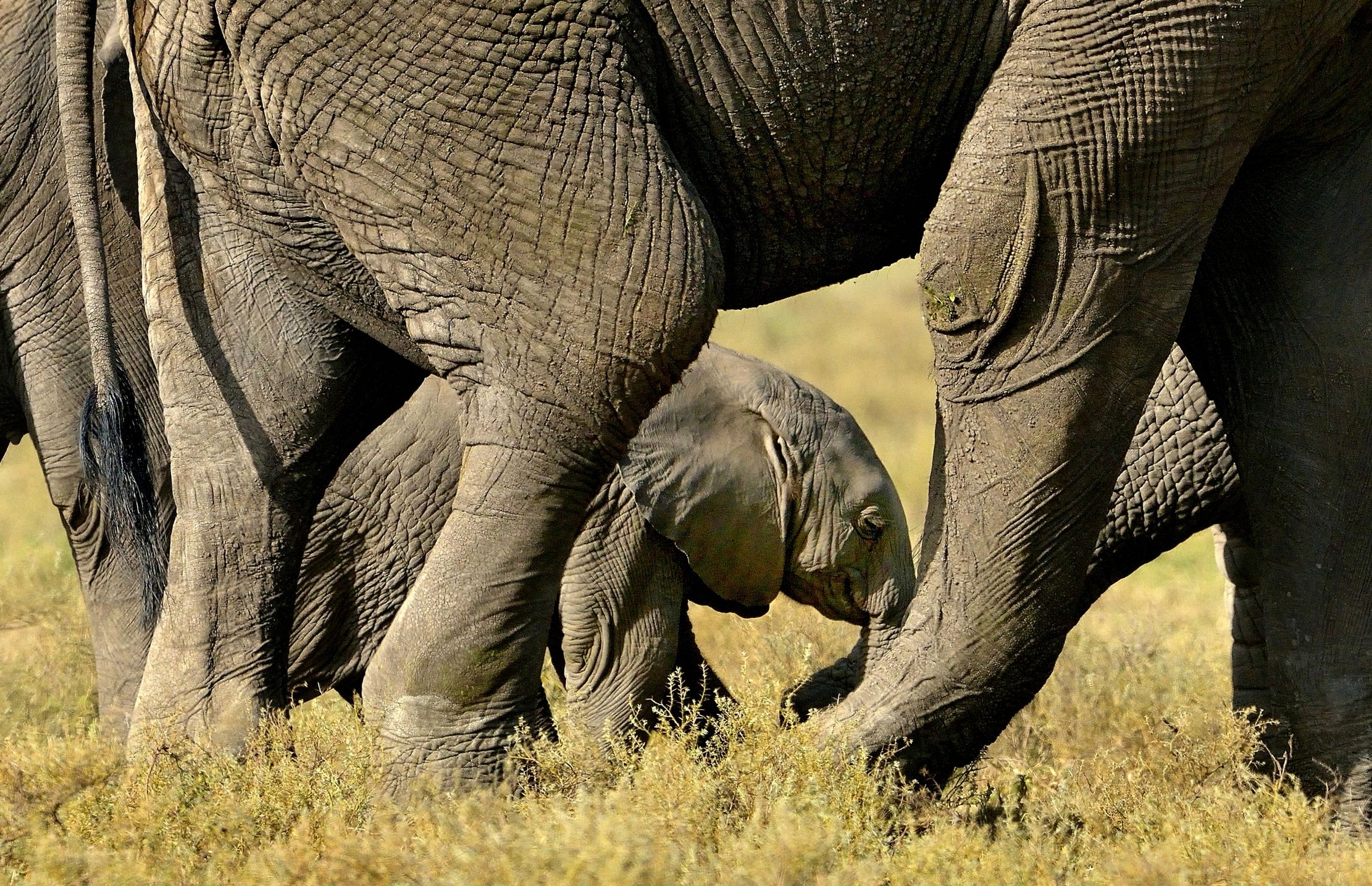 Tanzania 2015 - Nascosto