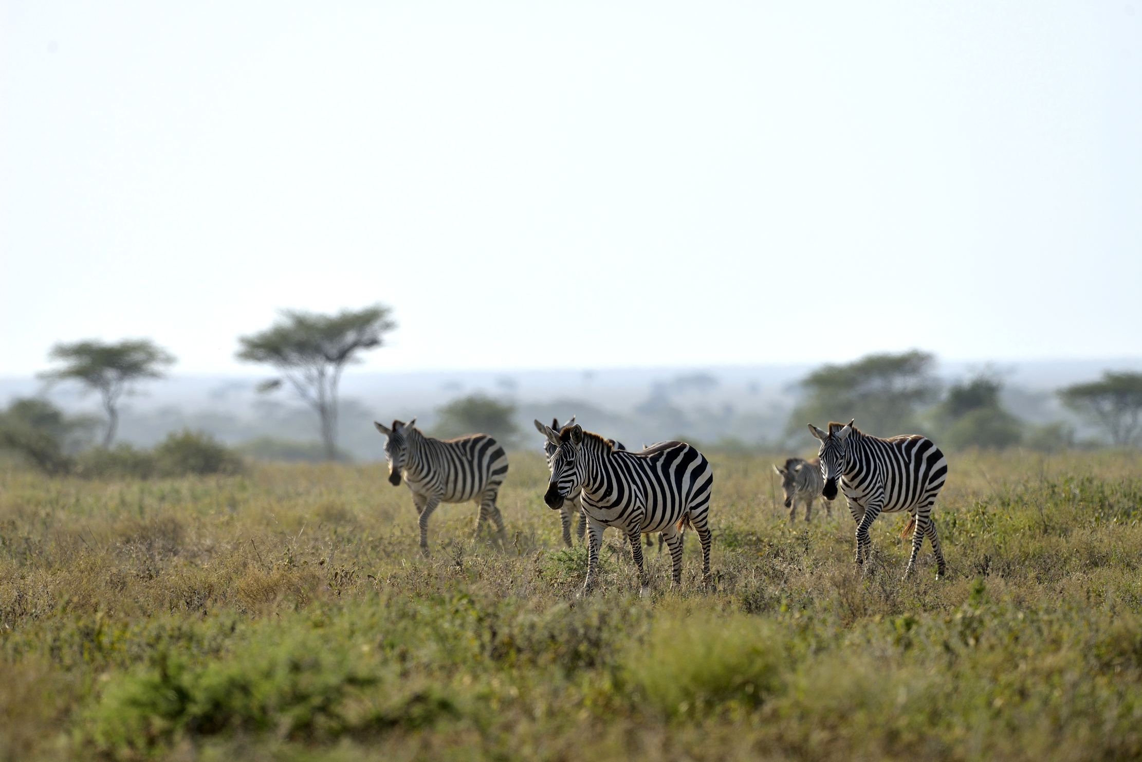 Tanzania 2015 - Zebre
