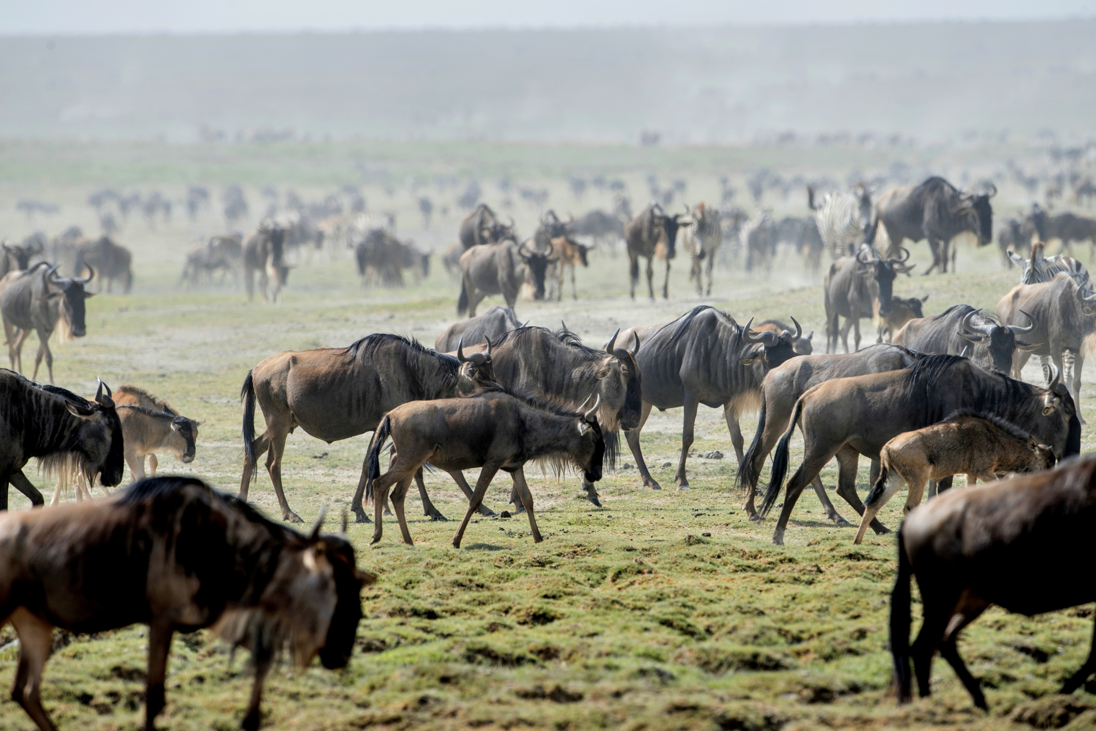 Tanzania 2015 - La migrazione