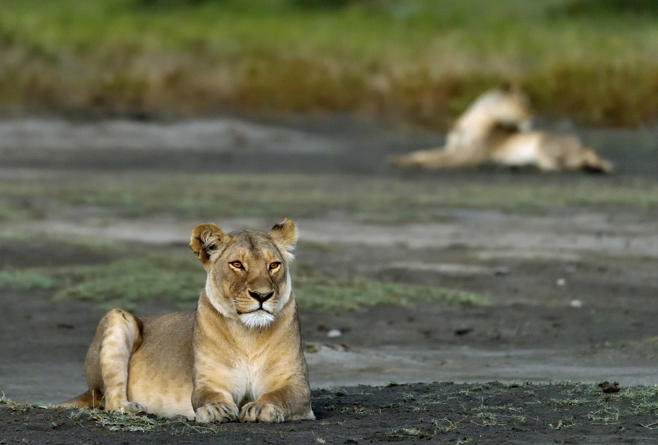 Tanzania 2015 - All'alba