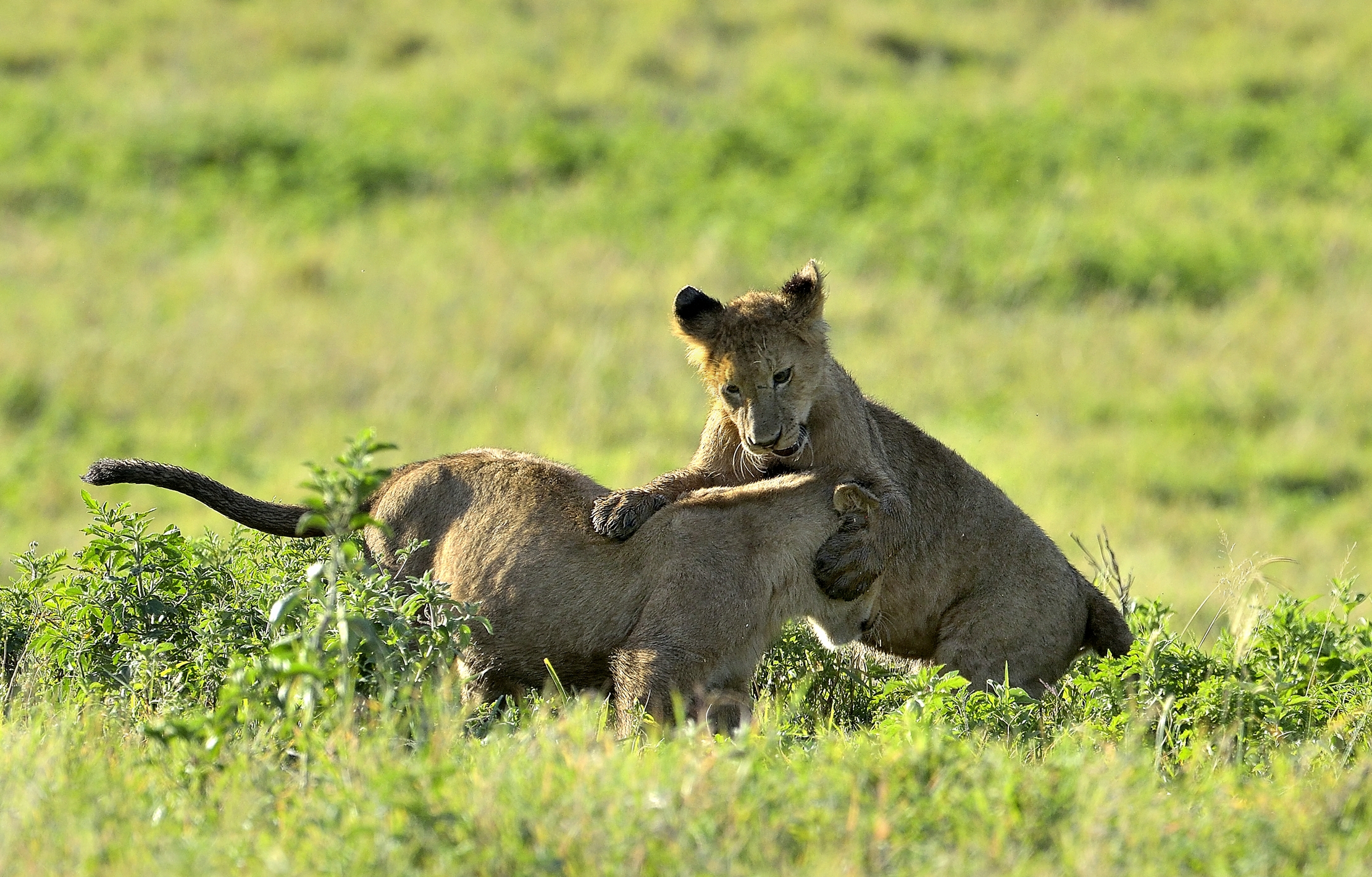 Tanzania 2015 - Giochi controluce