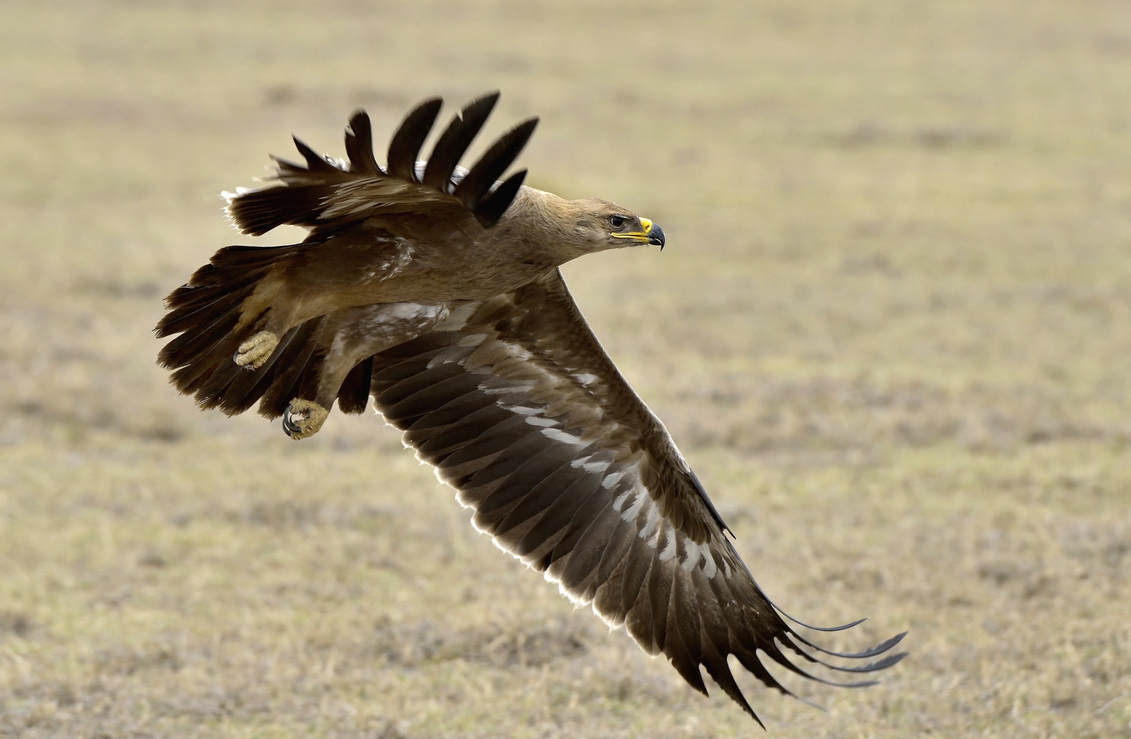 Tanzania 2015 - Aquila della steppa