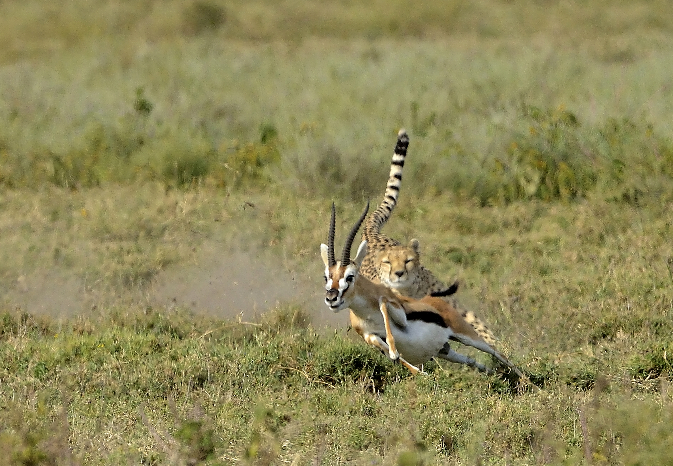 Tanzania 2015 - Hunting