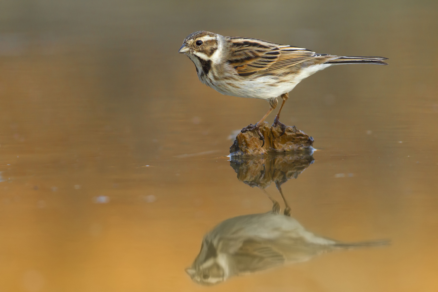 Migliarino di palude al tramonto