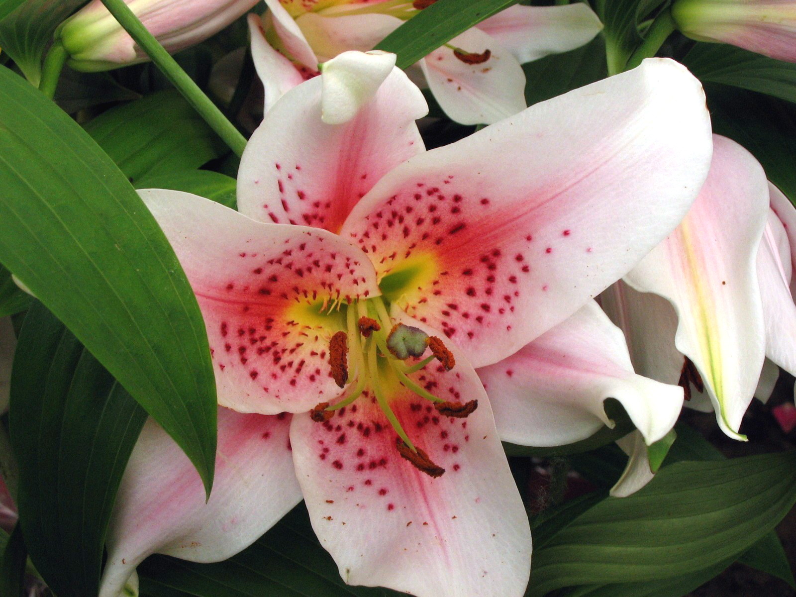 Lilium