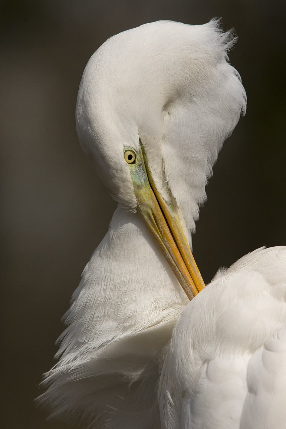Great Egret