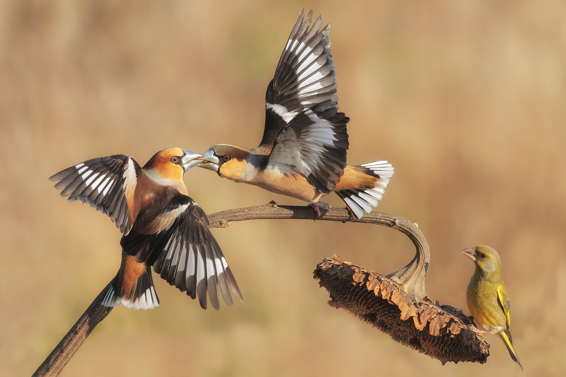 resized and correct ...