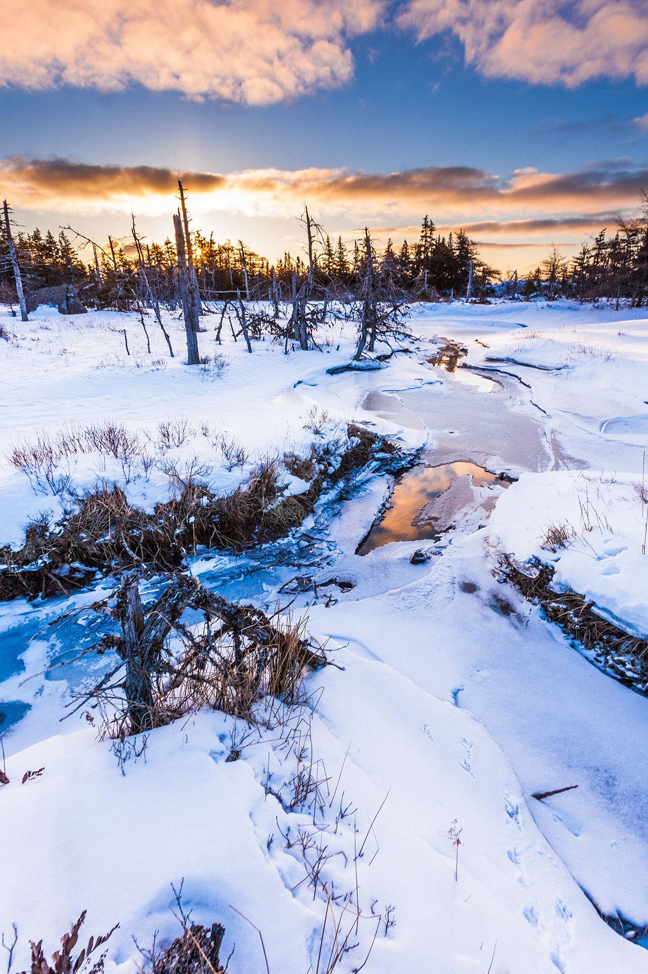 A cold dawn Canadian