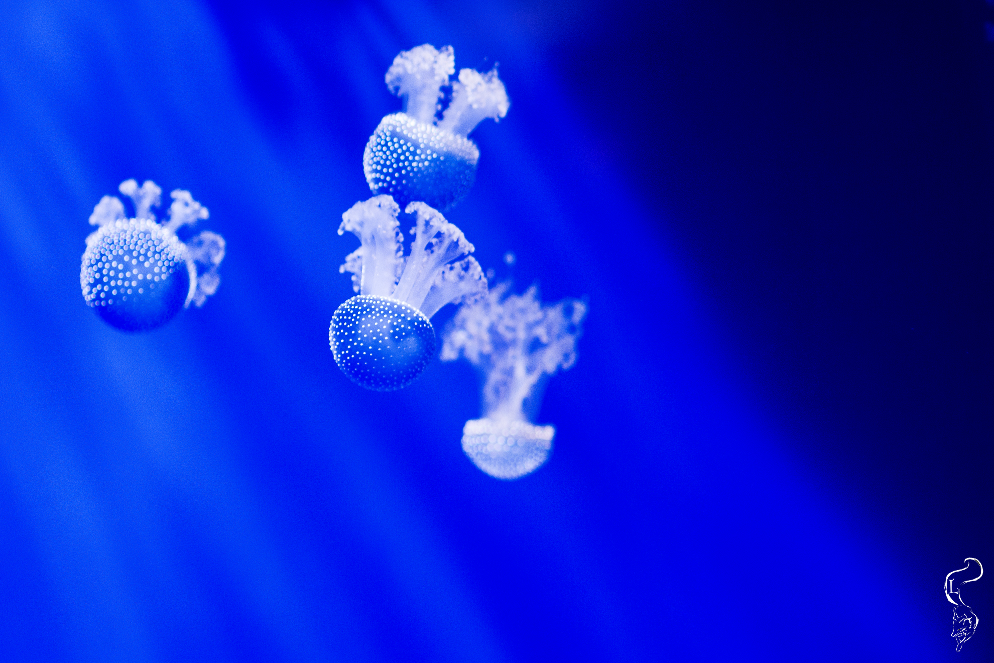 Perse nel blu profondo