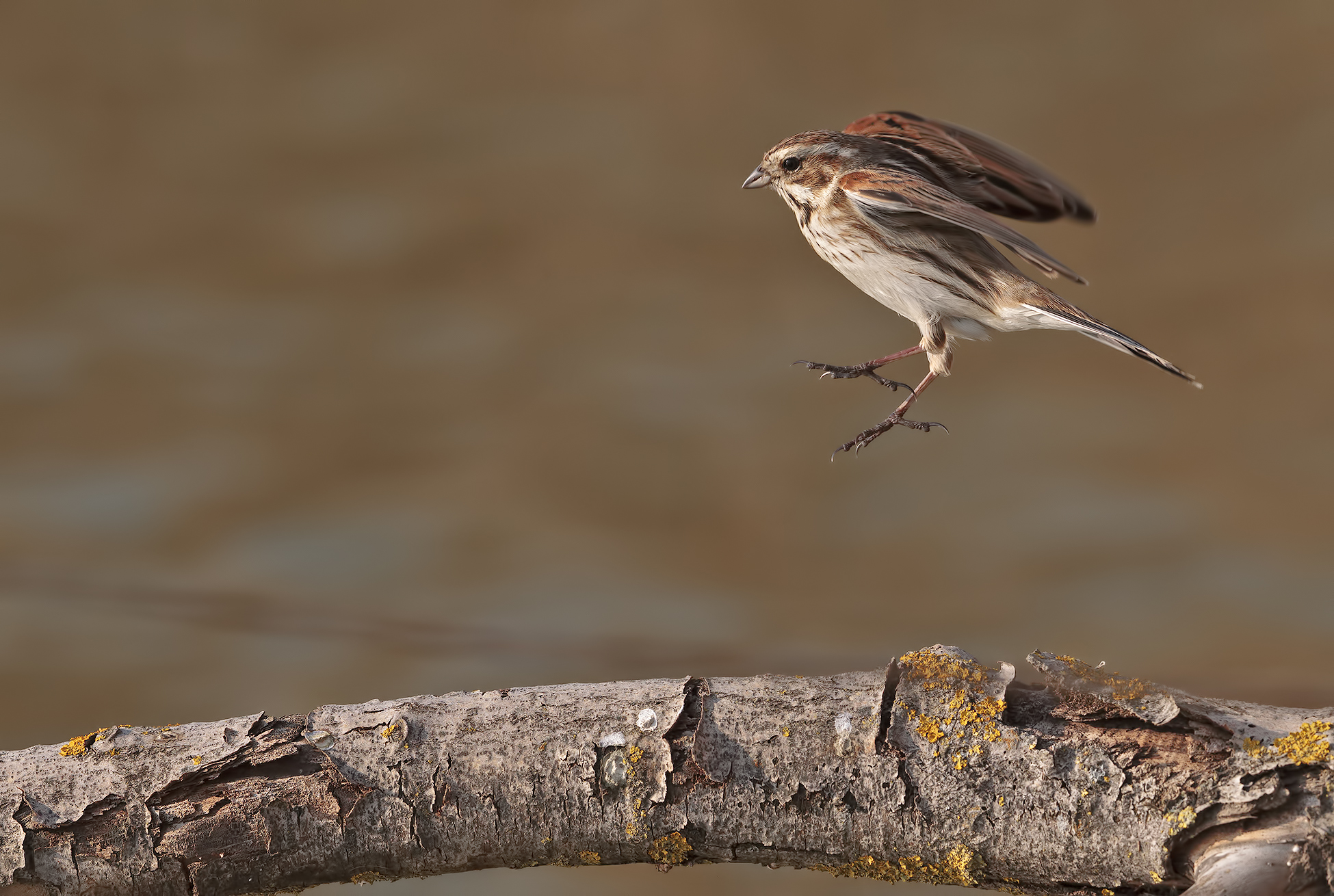 Migliarino in atterraggio...