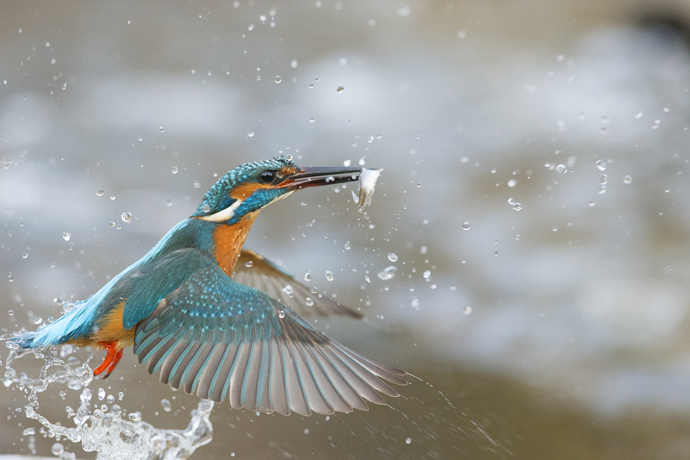 Martin pescatore: Il tuffo