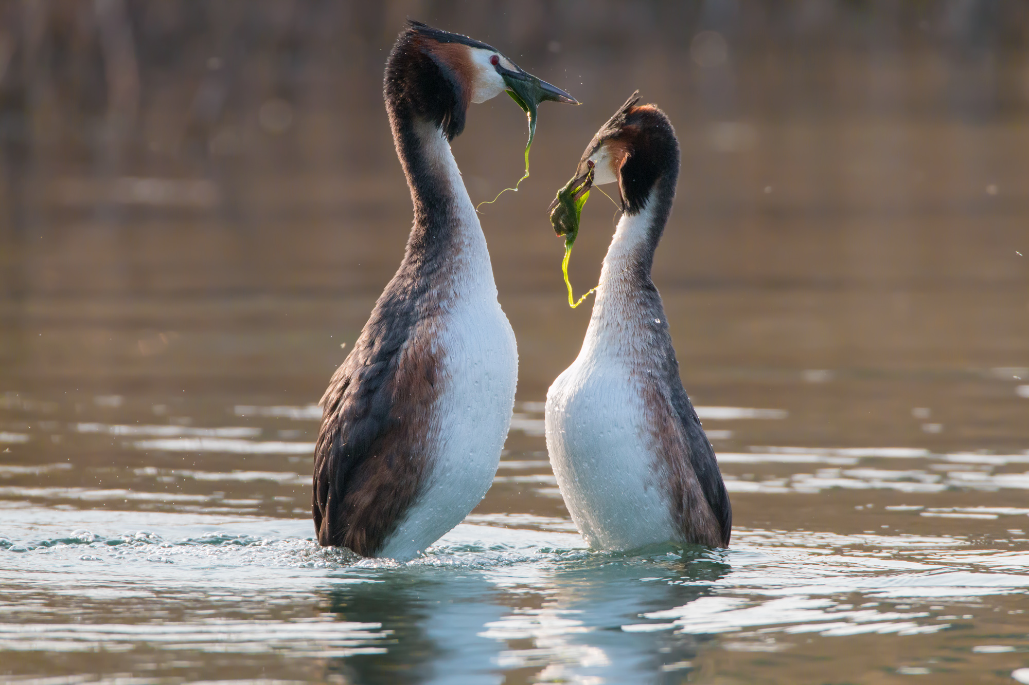 Lo scambio dell'alga