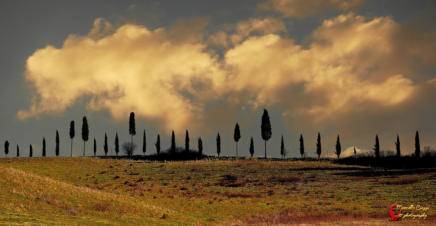 The cypresses