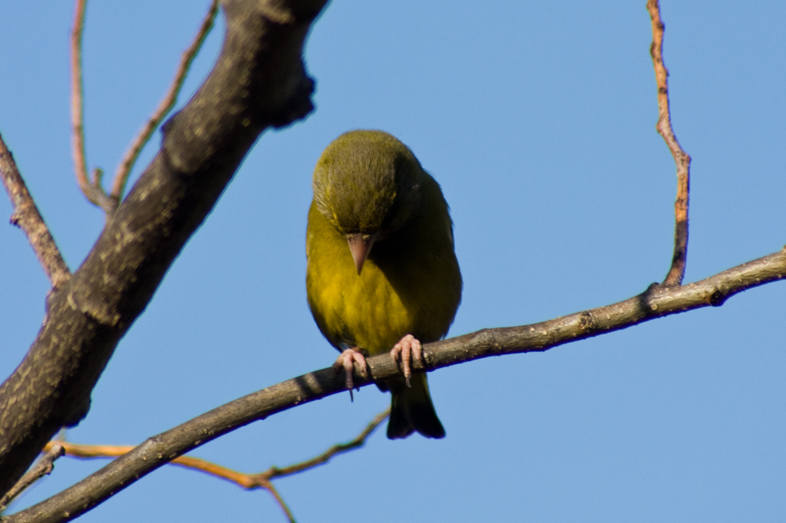 Verdone .. in stand by ...